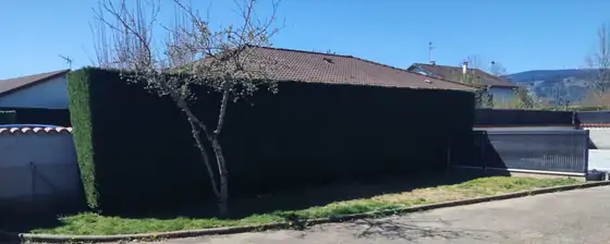 Haie de thuyas taillée en bloc aux angles droits, au bord d'une rue
