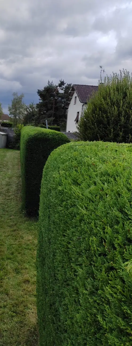 Haies de thuyas aux bords arrondis dans un jardin