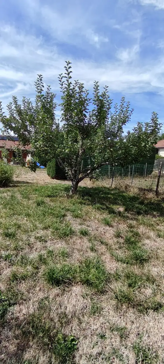 Pommier taillé dans un jardin clôturé