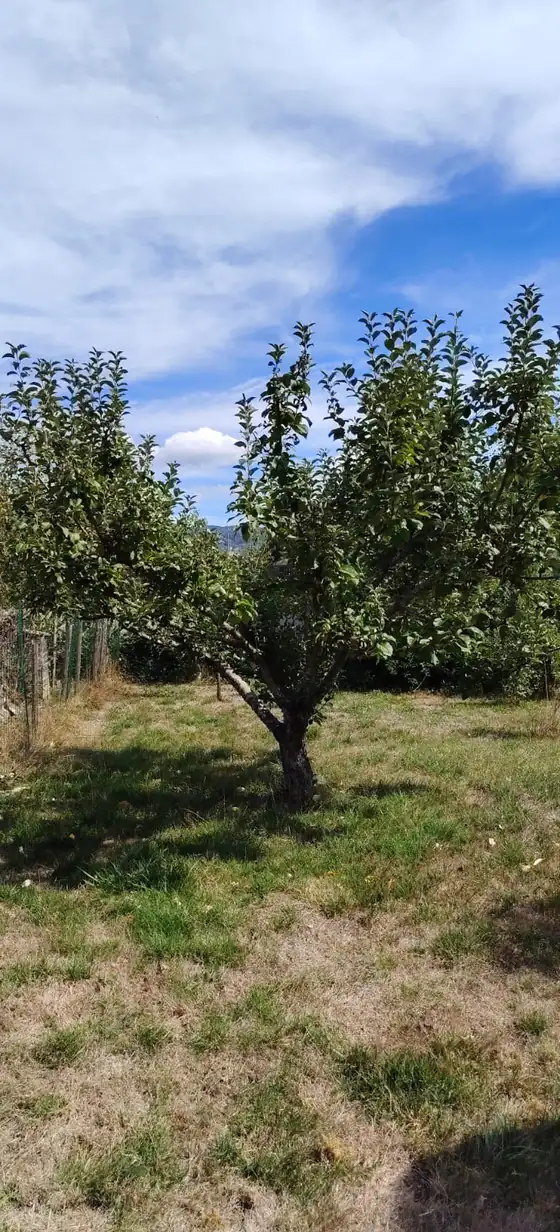 Pommier taillé dans un verger, ciel bleu