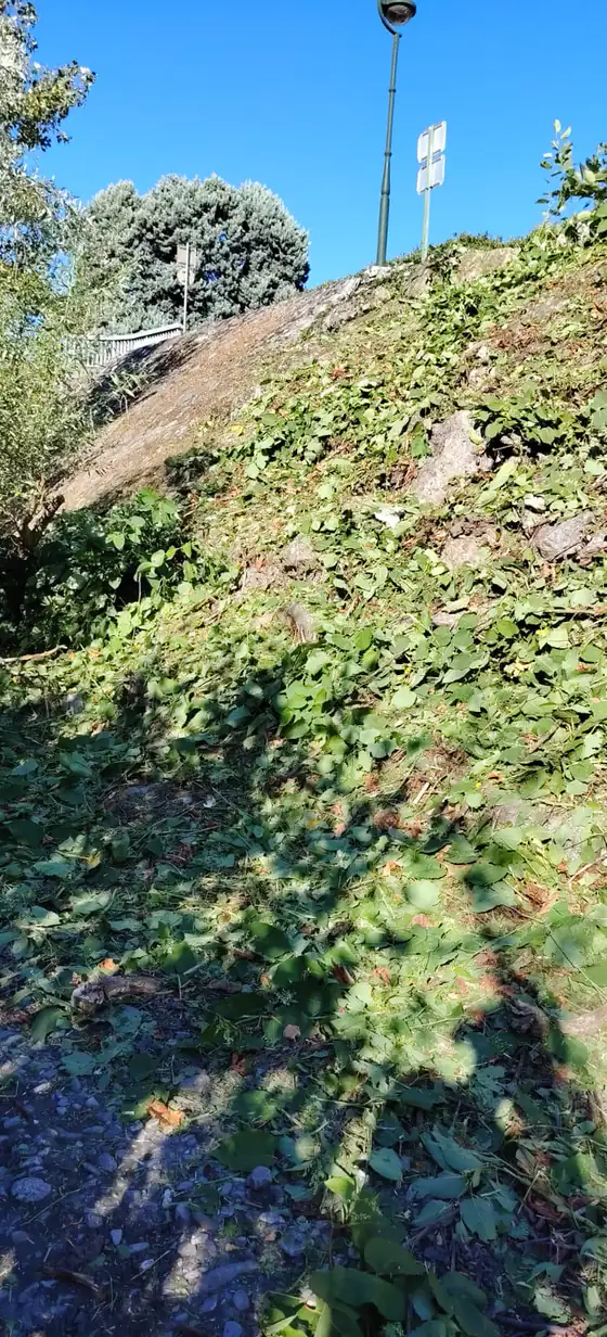 Talus débroussaillé en bord de route, feuillage coupé au sol